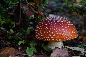 Poisonous mushroom, commonly known as the fly agaric 