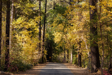 Beautiful fall color around Cave Springs Campground