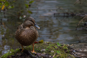 duck stands at the water on a hill