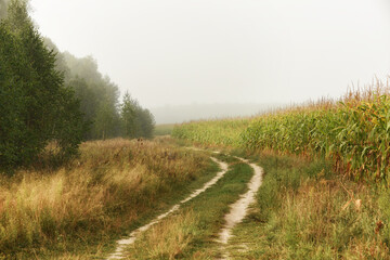 Fototapeta na wymiar Dirt road in the corn field and forest and morning fog.