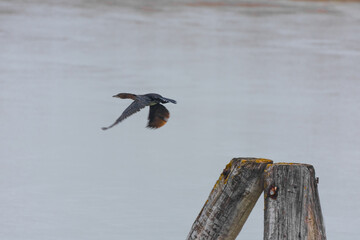 flying bird and tree trunks on the lake