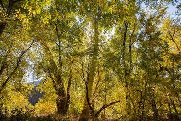 Obraz premium Beautiful fall color around West Fork hiking area
