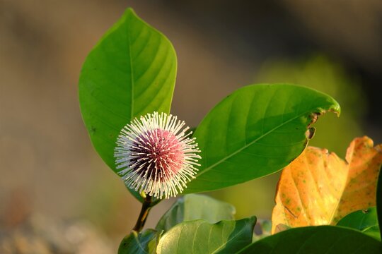 รูปภาพKadam เลือกดูภาพถ่ายสต็อก เวกเตอร์ และวิดีโอ154 Adobe Stock