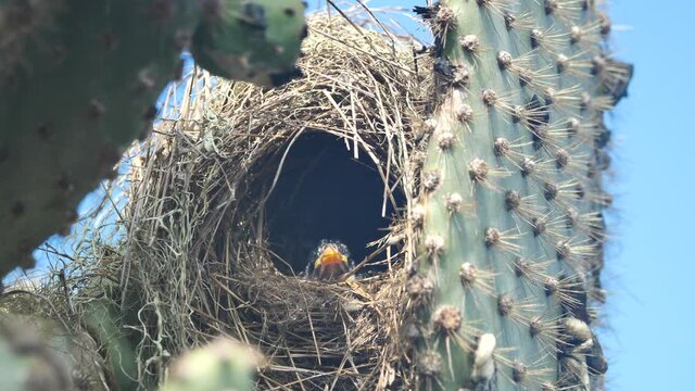 Baby Bird In Cactus Nest, Los Tuneles, Isabela Island, Galapagos