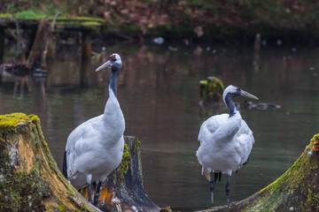 two manchurian crane stand and look on a pond