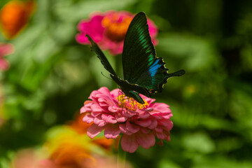 Fototapeta premium The Paris peacock butterfly on a flower