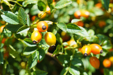 Loquat tree plant orange juice fruits bunch.