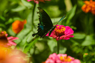 The Paris peacock butterfly on a flower