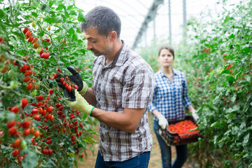 Experienced grower engaged in cultivation of organic vegetables, checking crop of red grape tomatoes in greenhouse