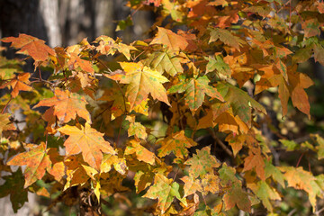 Autumn yellow leaves