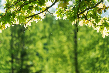 spring plants and trees in the garden