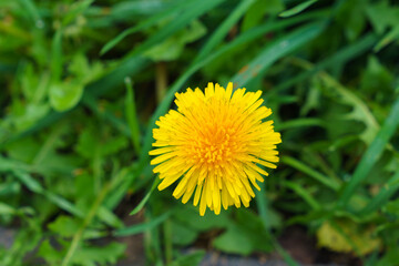 Yellow dandelion on a background of green grass Closeup.