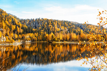 View of the autumn Altai and the Biya river with the autumn taiga on the banks. Russia