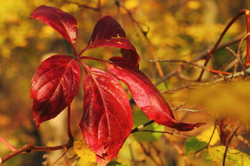 autumn leaves in the forest