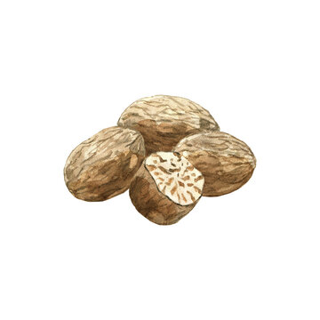 Watercolor nutmeg isolated on white. Hand drawn illustration of culinary spice. Natural ingredient for cooking, recipe and packaging design.