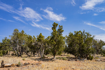 Sunny view of the Walnut Canyon National Monument