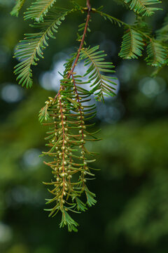 Green branch and leaves, cephalotaxus harringtonia drupace. Selected focus.