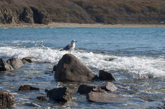 A seagull sitting on a Rock at the seaside