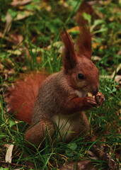 Naklejka na ściany i meble Squirrel gnaws a nut in an autumn park. Close-up.