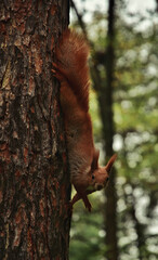 Squirrel hangs upside down on a pine trunk. Close-up.