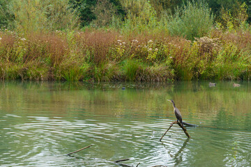 Gray heron on a thick willow branch in the water.
