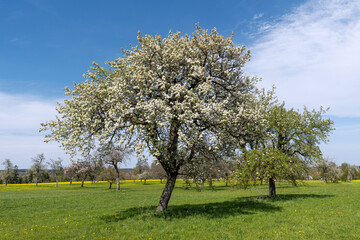 Großer alter blühender Birnbaum auf einer großen Wiese mit weiteren Obstbäumen im Frühling