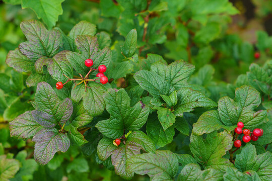 Mountain currant or alpine currant (ribes alpinum) - leaves and fruits.