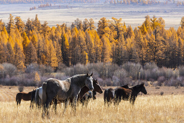 A herd of horses graze on the slopes of the Altai mountains. Altai Republic, Russia