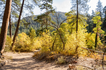 Fototapeta premium Beautiful fall color around West Fork hiking area
