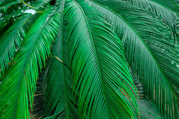 Naklejka na ściany i meble palm leaves detail close-up with hi-light shades and shadows shallow depth of field, soft focus under natural sun light with colorful bokeh background on a sunny day outdoor in tropical resort garden