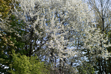 spring park with white flowers