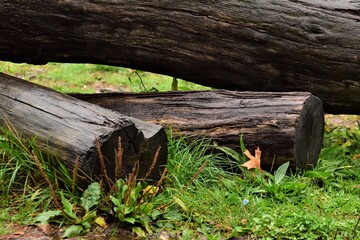 Fototapeta premium Three wet brown tree trunks laying on grass
