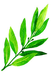 Fototapeta premium Watercolor bay leaf isolated on white