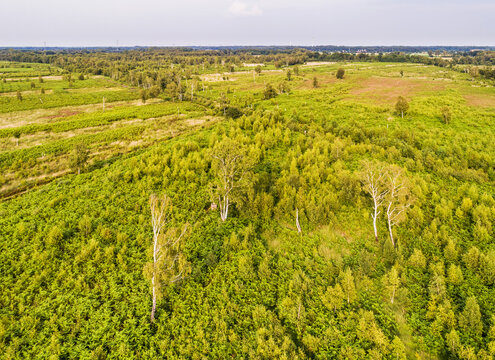 Aerial view of nature reserve Aamsveen / Amtsvenn at border Netherlands-Germany