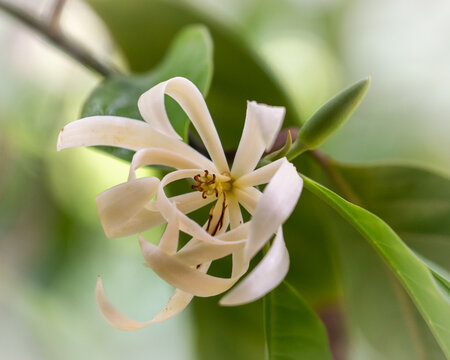 Cream white magnolia champaca or champak flower and bud on natural background