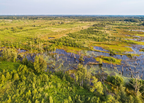 Aerial view of drowned trees, Amtsvenn, Ahaus, Nordrhein-Westfalen, Germany