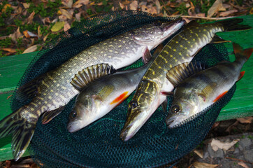 Two pikes and two perches lying on the grass with autumn leaves.