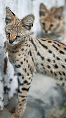 Leptailurus serval. A portrait of a serval  sitting in the green grass. Wild cat native to Africa. Black dotted beige brown big wild cat. Blurry  background