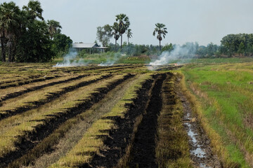 Fototapeta na wymiar Burning rice stubble in the rice fields after harvesting.