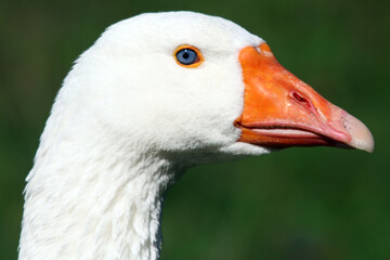 Domestic goose (Anser domesticus) Oie domestique