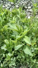 close up of herbs