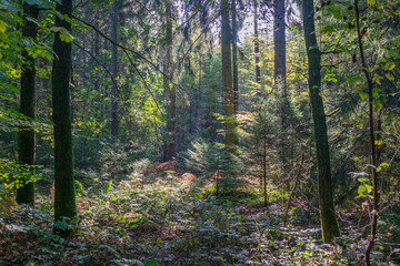 autumn in the forest with beautiful sunlight 
