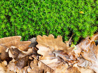 Dry leaves on a moss
