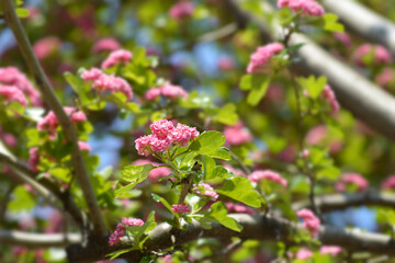 Common Hawthorn