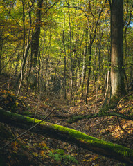 Kolorowy jesienny las