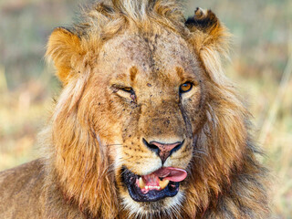 Close up of a lion male who lickes his mouth