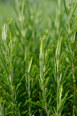 Rosemary leaves