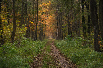 Ścieżka w lesie w Polsce