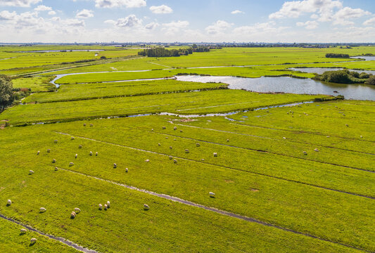 Aerial view of sheep in peat meadow landscape, Noord-Holland, The Netherlands