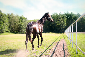 Dark bay horse in paddock on sunny day. Beautiful pet